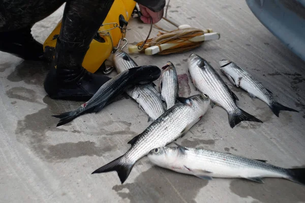 Balıklı Balıkçı Balıklı Bir Dalgıç Taze Balıklar Deniz Kıyısındaki Altı — Stok fotoğraf