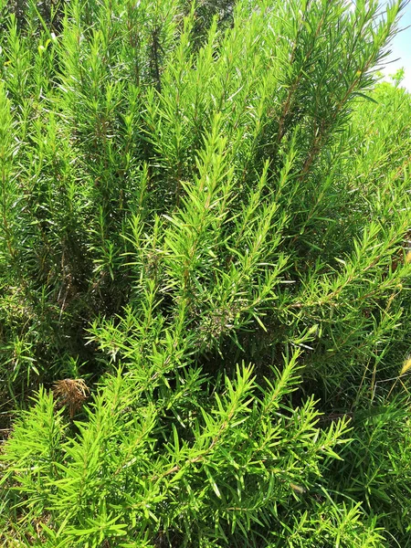 Der Große Rosmarinbusch Rosmarinbusch Mit Zweigen Eine Große Gartenpflanze Frische — Stockfoto