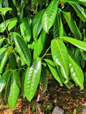 green plants near a salt lake in Bulgaria. Diverse vegetation and green trees in a park near a salt lake
