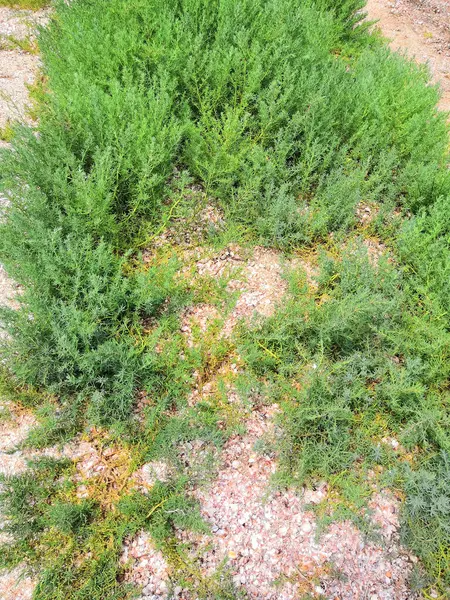 Grüne Pflanzen Der Nähe Eines Salzsees Bulgarien Vielfältige Vegetation Und — Stockfoto