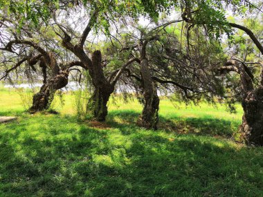 old branching trees. Spring meadow with big tree with fresh green leaves