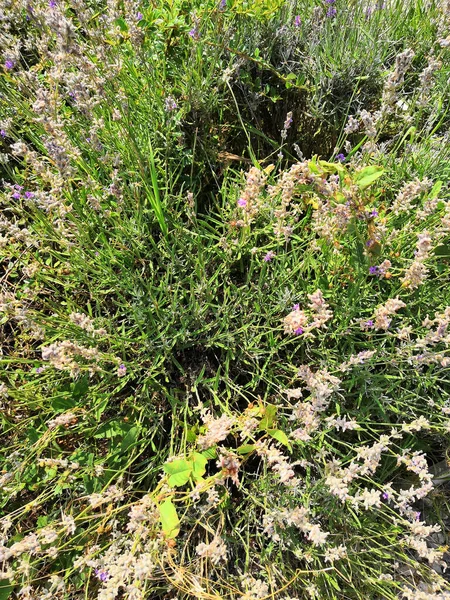 Lavendel Wächst Einem Blumenbeet Sommerblühender Gewöhnlicher Oder Englischer Lavendelstrauch Lavandula — Stockfoto