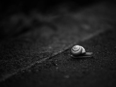 Yağmurdan sonra şehirde asfalt üzerinde sürünen salyangoz.