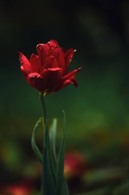 Yağmurdan sonra kırmızı laleler