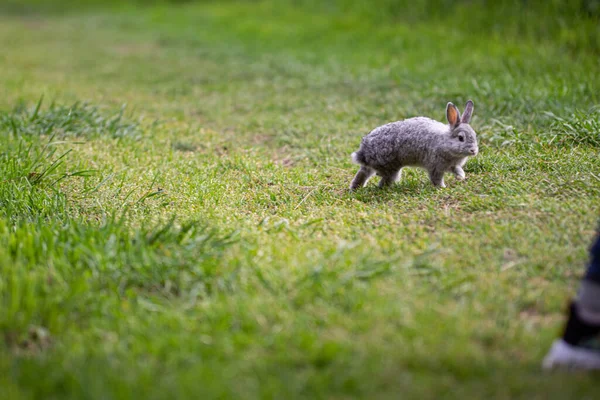 国内のウサギが草の上に — ストック写真