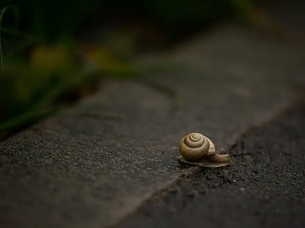Snail Crawling Asphalt City Rain — Stock Photo, Image