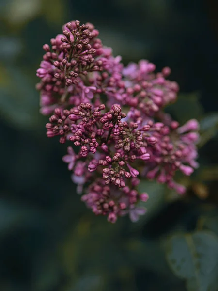 Lilla Cominciato Fiorire Primavera — Foto Stock