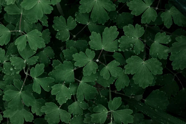 Imagen Fondo Hojas Verdes —  Fotos de Stock