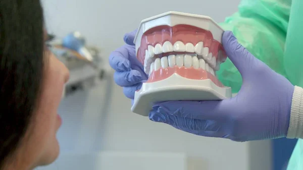 Dentist shows the client layout of human teeth — Stock Photo, Image