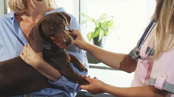 The vet is cheking up German badger-dogs paws and claws — Stock Photo, Image