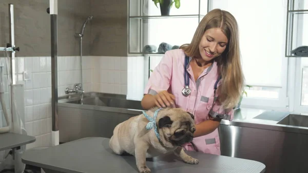 The pug dog at a vet — Stock Photo, Image