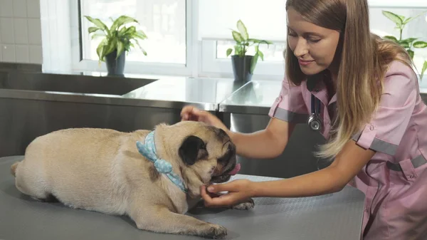 The vet is checking up the pug dog — Stock Photo, Image