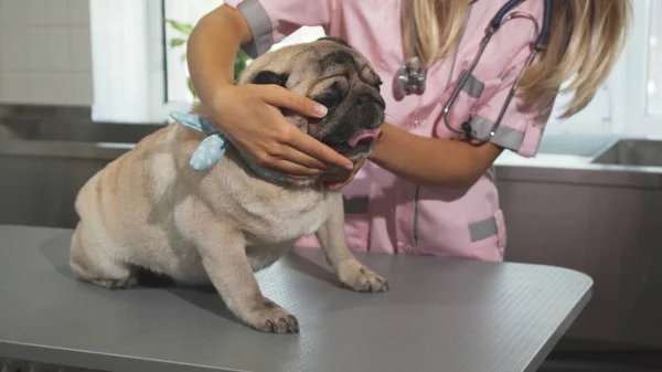 The vet is cheking up pug dogs muzzle — Stock Photo, Image