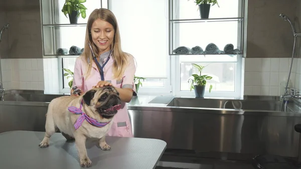 The vet is checking up the pug dogs breath — Stock Photo, Image