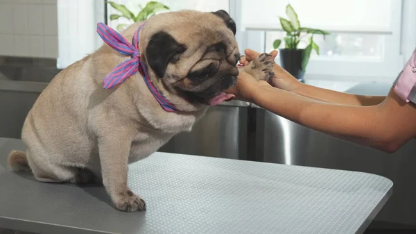 The nurse is cheking up dogs paws and claws — Stock Photo, Image