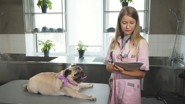 The nurse is making notes after cheking up the pug dog — Stock Photo, Image
