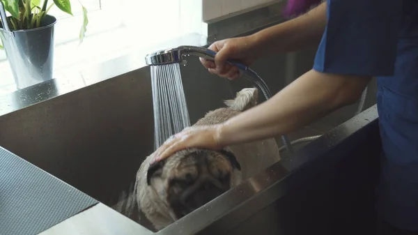 The nurse is bathing the pug dog — Stock Photo, Image