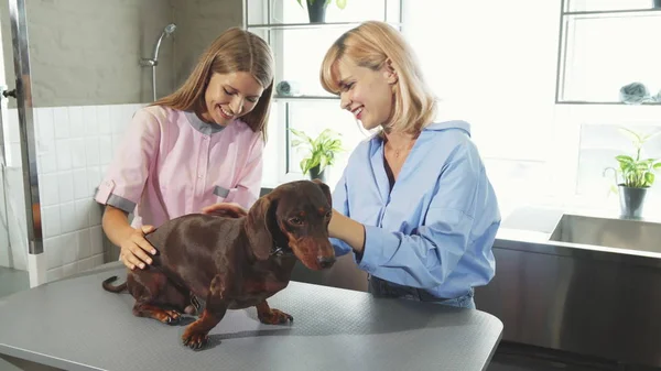 The owner took the dog to the veterinarians office — Stock Photo, Image