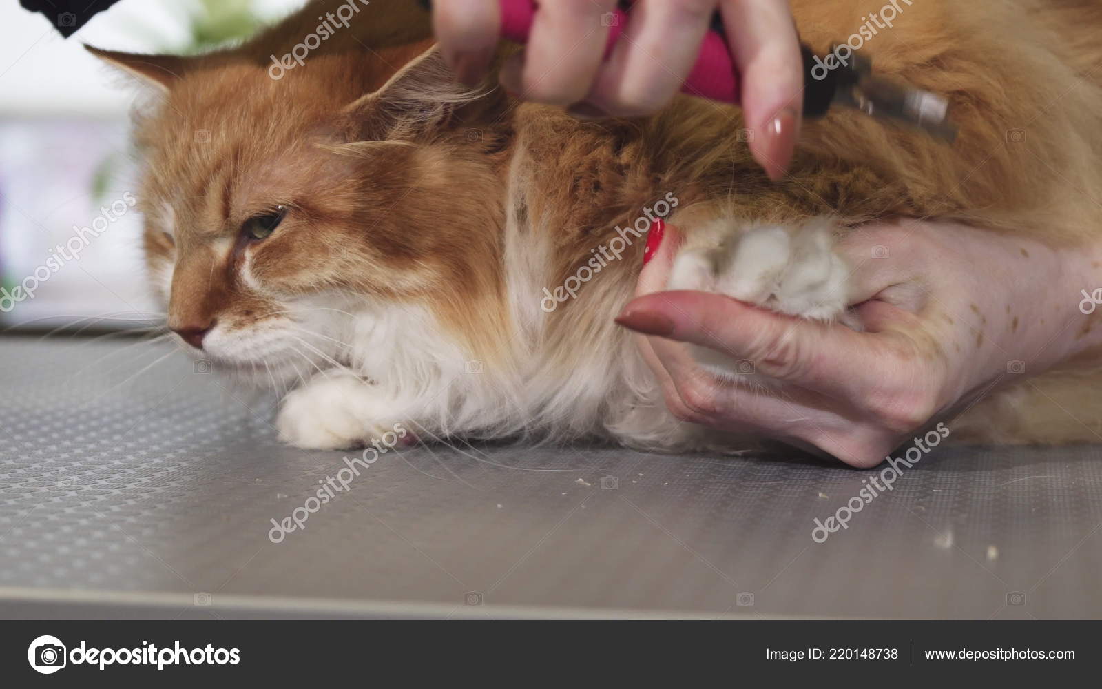 Gros Plan D Un Mignon Chat Roux Moelleux Se Faisant Couper Les Griffes Par Un Veterinaire Image Libre De Droit Par Natakot C Gros Plan D Un Mignon Chat Roux Moelleux Se Faisant Couper Les Griffes Par Un Veterinaire Image Libre De Droit Par Natakot C