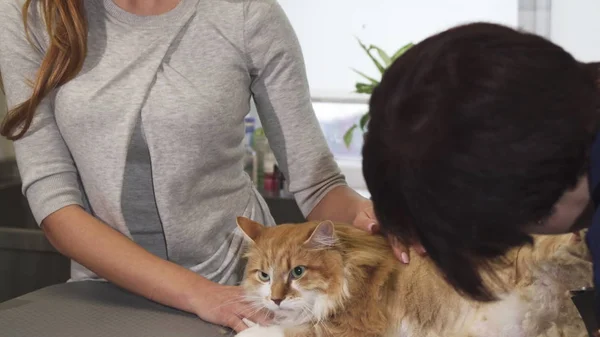 Gorgeous woman petting her cat while at the vet clinic — Stock Photo, Image