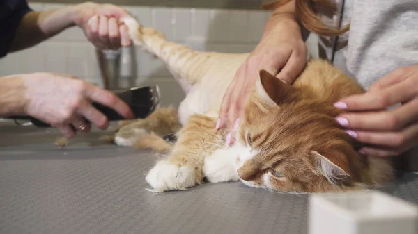 Close up de um gato de gengibre bonito deitado sobre a mesa sendo raspado por um veterinário — Fotografia de Stock