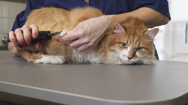 Gorgeous ginger cat having his claws cut by a professional vet — Stock Photo, Image