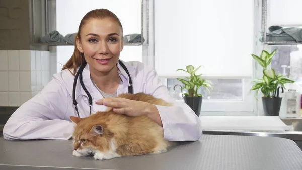 Beautiful young female professional vet petting a cat at work — Stock Photo, Image