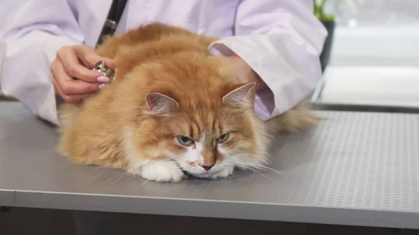 Close up of a fluffy ginger cat being examined by a professional vet — Stock Photo, Image