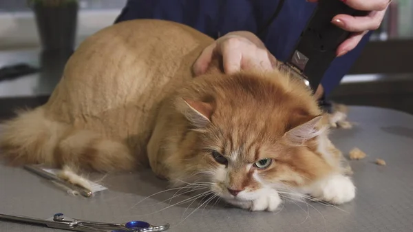 Adorable fluffy ginger cat being shaved by a vet at the clinic — Stock Photo, Image