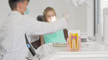 Diş hekimi ön planda küçük bir kızın sağlıklı diş modeli diş lerini inceleyerek