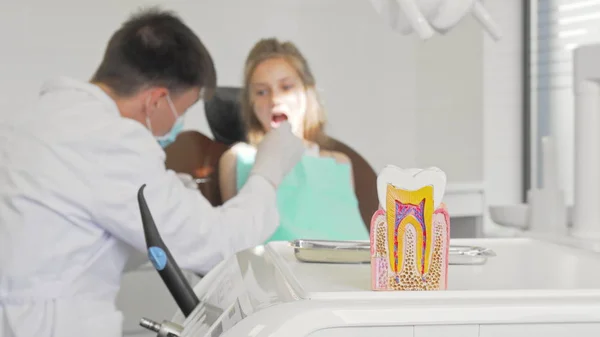 Dentiste examinant les dents d'une petite fille modèle de dent saine au premier plan — Photo