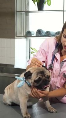 Parlak ve misafirperver bir veteriner danışma odasında, uzun sarı saçlı şefkatli genç bir hemşire büyüleyici mavi bir eşarpla süslenmiş neşeli bir pug köpeğini inceliyor. Hemşire patilerini, kulaklarını ve gövdesini dikkatlice kontrol ediyor.