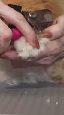 Yakından bakıldığında, şefkatli bir veterinerden nazik bir tırnak törpüsü alan tüylü bir kızıl kedi, aralarındaki güven ve bağı gösteriyor. Sakinleştirici klinik atmosferi, sıcaklık ve profesyonellikle dolu sahneyi geliştirir.