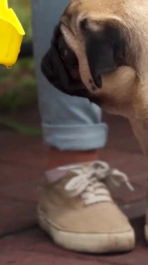 Parktaki bankta oturan genç bir kız sevimli köpeğine içi tatlı suyla dolu canlı sarı bir leğen sunuyor. Neşeli köpek, sıcak güneşin altında neşeyle soğuk suyu yudumluyor ve arkadaşlığın özünü yakalıyor.