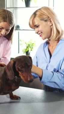 Sevimli sarışın bir kadın, şirin Alman porsuk köpeğiyle pembe üniformalı şefkatli bir veterinerin yavruyu nazikçe incelediği veteriner ofisinde etkileşime geçerken ışıldıyor. Sahne, yemyeşil bitkiler ve zerafetle çevrili sıcaklık ve özen saçıyor.