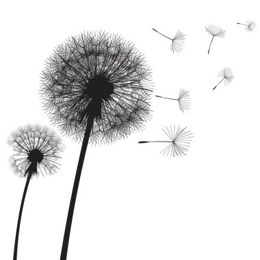 Vektör illüstrasyon karahindiba zaman. İki dandelions rüzgarda. Bir karahindiba Rüzgar açılırsa