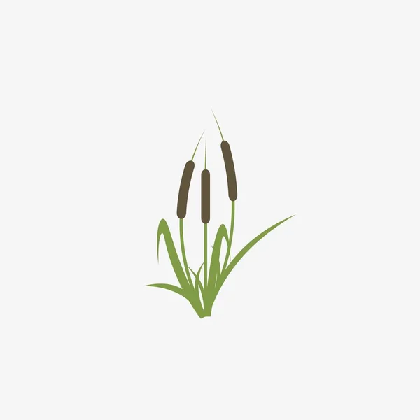 Καλάμια Και Cattail Φυτό Που Απομονώνονται Λευκό Φόντο — Διανυσματικό Αρχείο