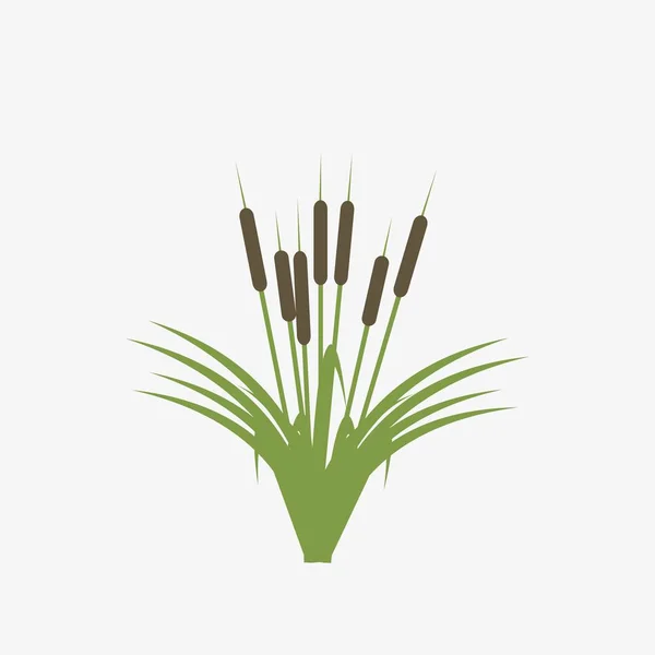 Reeds Cattail Planta Isolada Fundo Branco — Vetor de Stock