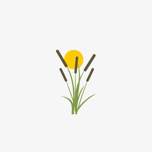 Reeds Cattail Planta Isolada Fundo Branco — Vetor de Stock