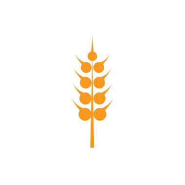 Beyaz arka plan önünde buğday kulakları.