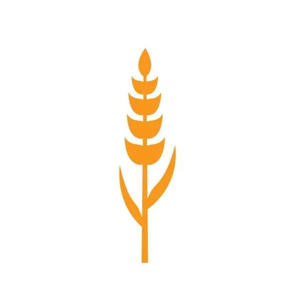 Ears of wheat in front of white background. — Stock Vector