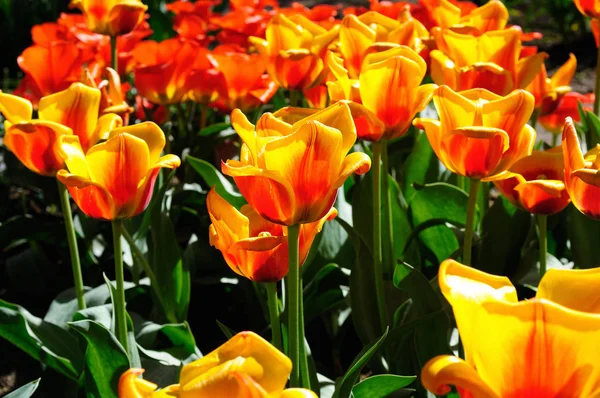 Cama Flores Tulipas Vermelho Amarelas Suavemente Coloridas Fundo Escuro — Fotografia de Stock