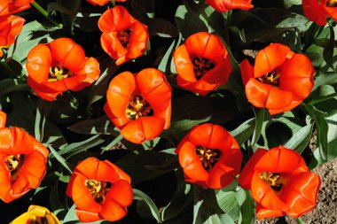 Yakın çekim sıcak akşam güneş ışığı kırmızı laleler flowerbed görünümünü