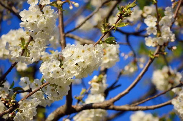 Çiçekaçan elma ağacı dallı
