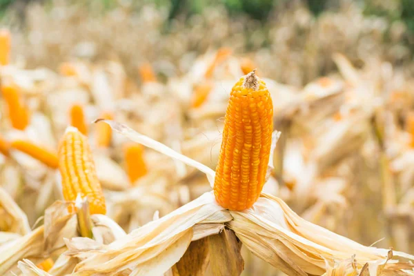 Raw Fresh Yellow Corn Cobs Dry Plant Field Meadow Wait — Stock Photo, Image