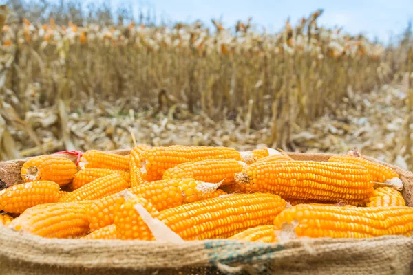 Harvested Fresh Raw Corn Cobs Burlap Sack Left Field Dry — Stock Photo, Image