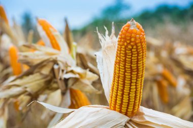 Ham taze sarı Mısır koçanı alanında veya çayır kuru bitki ile hasat Agro-endüstriyel veya tarım tarım kavramı olarak bekleyin.