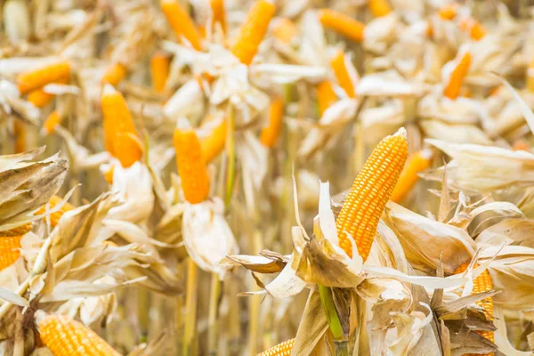 Raw Fresh Yellow Corn Cobs Dry Plant Field Meadow Wait — Stock Photo, Image