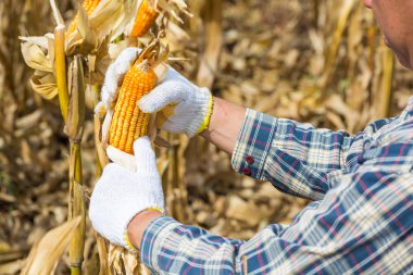 El veya erkek veya adam çiftçi holding veya hasat Mısır Mısır koçanı tesisi alanı veya çayır Agro-sanayi veya tarım tarım kavram olarak.