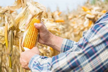 El veya erkek veya adam çiftçi holding veya hasat Mısır Mısır koçanı tesisi alanı veya çayır Agro-sanayi veya tarım tarım kavram olarak.
